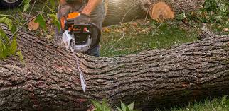 How Our Tree Care Process Works  in  Converse, TX