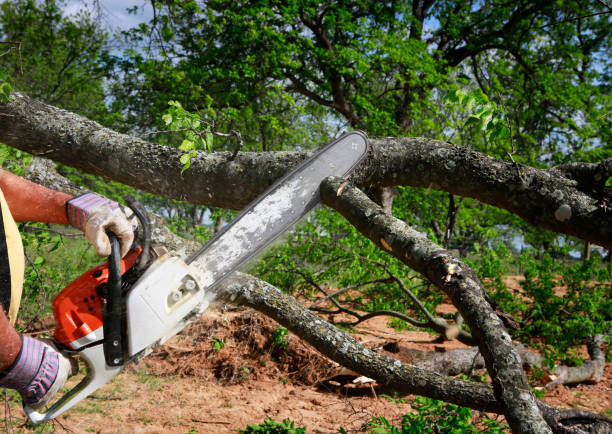 Converse, TX  Tree Services Company